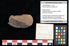 Foto (Objekt + Etikett) von Xylomites lignitum Ettingshausen (NHMW-GEO-2024-0188-0052a)